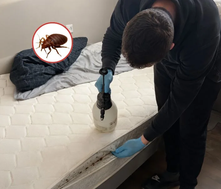 Technicien traitant un matelas contre les punaises de lit à Saint-Siméon
